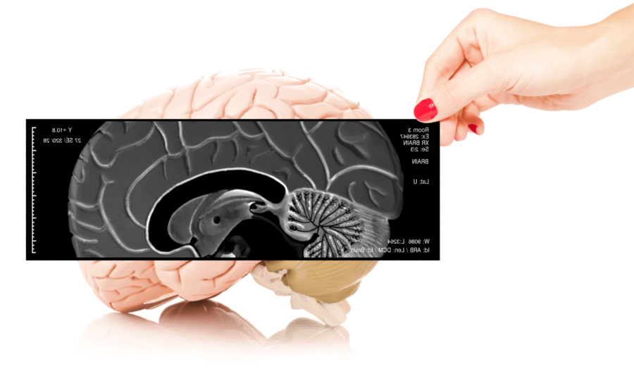 Der Kurs medizinischen Grundlagen ASCA & EMR online diskutiert ausführlich das menschliche Nervensystem und insbesondere das Gehirn